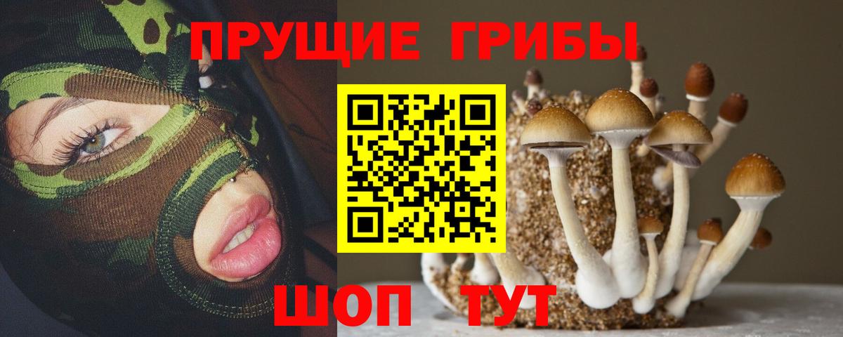 Псилоцибиновые грибы Psilocybe  Кызыл 